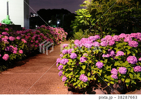 夜の紫陽花の咲く小路 夜の紫陽花の咲く小路 38287663