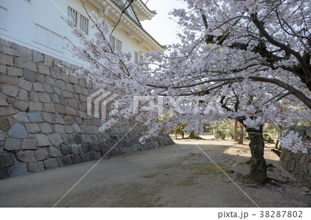 福山城 (4月 桜 晴れ) 福山城 (4月 桜 晴れ) 38287802