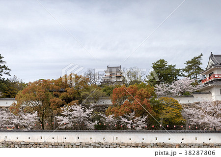 福山城 (4月　桜　晴れ) 38287806