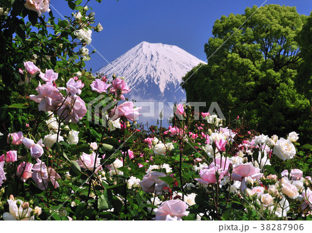 バラと富士山-2125 38287906