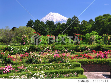 バラと富士山-2136 38287911