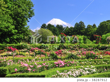 バラと富士山-2137 38287912