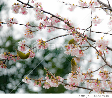 蜜を吸う鳥 38287930
