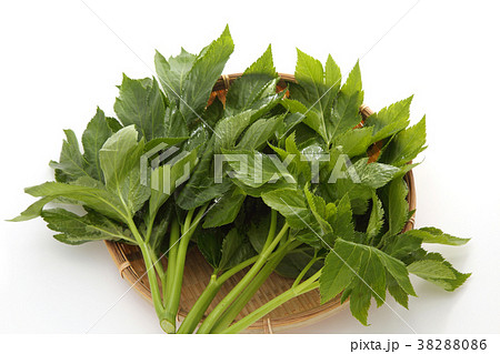 明日葉 38288086
