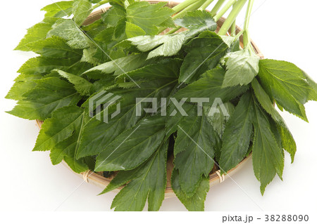 明日葉 明日葉 38288090