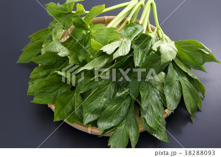 明日葉 明日葉 38288093