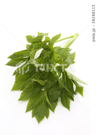 明日葉 明日葉 38288113