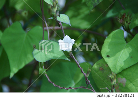 豆朝顔 花言葉は 見つけたら幸せ の写真素材 3121