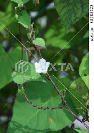 豆朝顔　花言葉は「見つけたら幸せ」 38288122