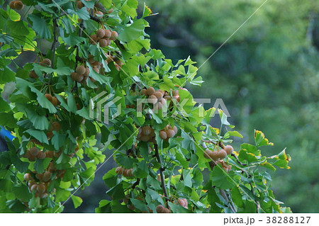 銀杏 豊作です 花言葉は 長寿 の写真素材 3127