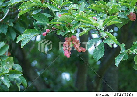 辛夷　コプシの実　この形が名前の由来です。 38288135