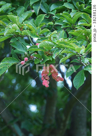 辛夷 コプシの実 この形が名前の由来です。 辛夷 コプシの実 この形が名前の由来です。 38288136
