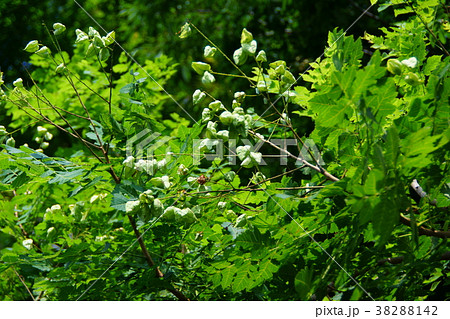 木欒子　モクゲンジ　花言葉は「明るい」 38288142