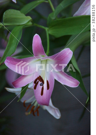 透百合　パーティーダイヤモンド　花言葉は「神秘的な美」 38288156