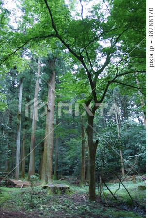 三夜沢 鎮守の杜 三夜沢 鎮守の杜 38288170