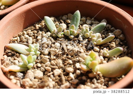 千代田の松の葉挿し 38288512