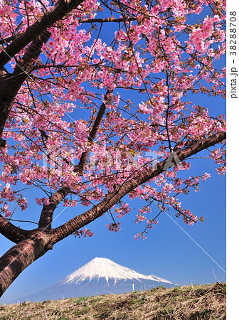 潤井川岸の桜と富士山-222128 潤井川岸の桜と富士山-222128 38288708