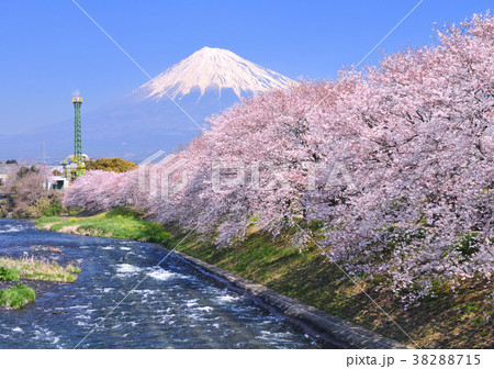 龍厳淵の桜と富士山-222516 38288715