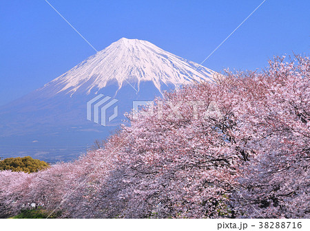 桜と富士山-222527 38288716