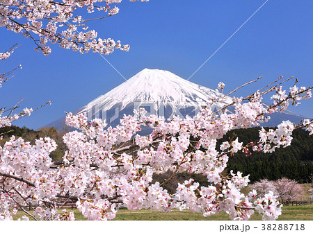 大渕公園の桜と富士山-222583 38288718