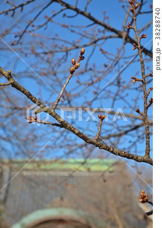 下総中山散歩：智泉院　 38288740