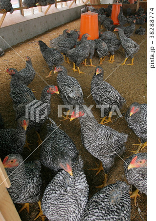 シャモロック 38288774