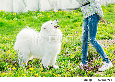 Cute white Samoyed with his owner 38288794