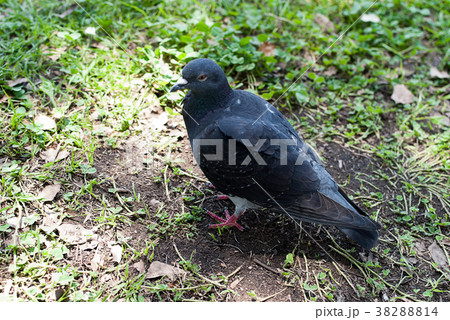 さわやかな鳩 38288814