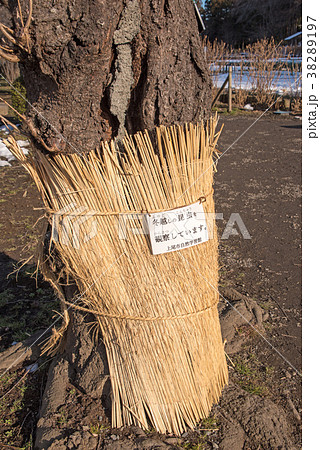 上尾市 丸山公園 自然学習館 冬越しの昆虫観察 上尾市 丸山公園 自然学習館 冬越しの昆虫観察 38289197