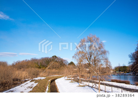 上尾丸山公園　雪景色　　関東地方の大雪 38289364