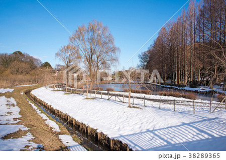 上尾丸山公園　雪景色　　関東地方の大雪 38289365