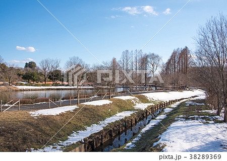 上尾丸山公園 雪景色 関東地方の大雪 上尾丸山公園 雪景色 関東地方の大雪 38289369