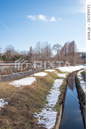 上尾丸山公園　雪景色　　関東地方の大雪 38289431