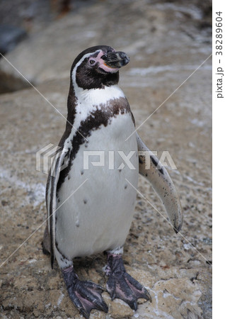 フンボルトペンギン 38289604
