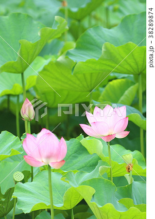 ハスの3様 花 つぼみ 花托 の写真素材 3874