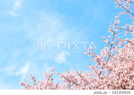 桜 寒桜 青空 桜 寒桜 青空 38289906