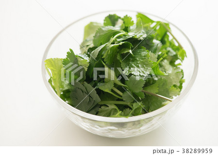 パクチー 38289959