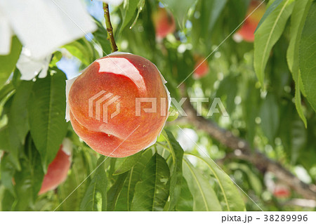 果樹園の桃 38289996