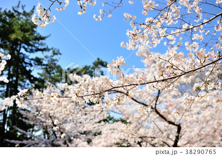 夙川の桜 夙川の桜 38290765