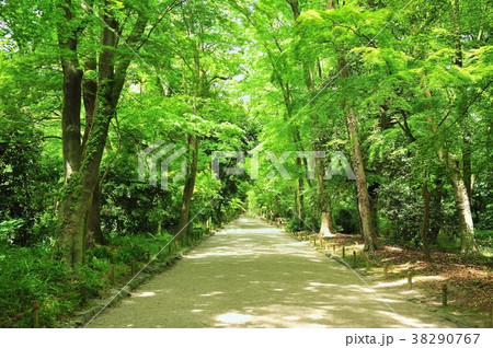 森林の道 森林の道 38290767