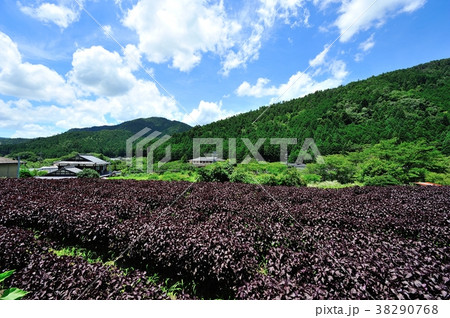 大原の紫蘇畑 38290768