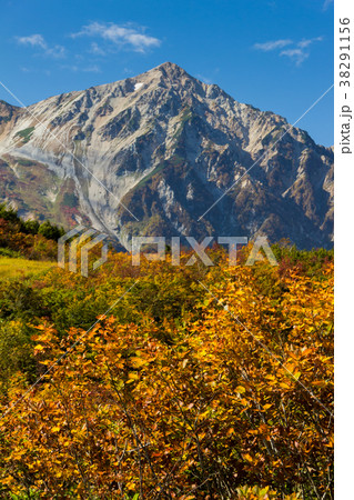 白馬八方尾根の紅葉 長野県白馬村の写真素材