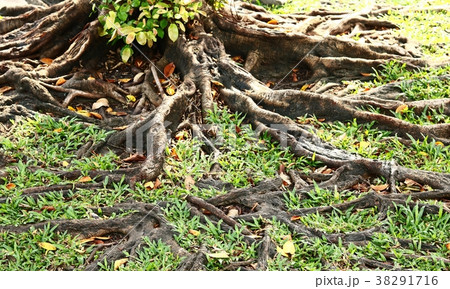 Tree roots in autumn with sunlight Tree roots in autumn with sunlight 38291716
