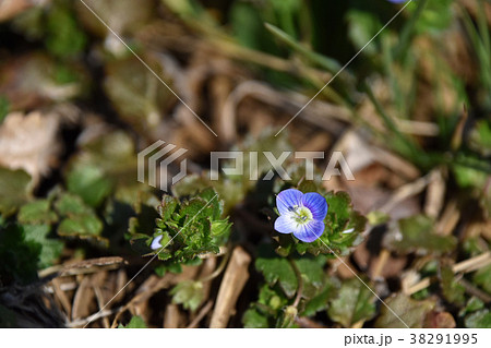 オオイヌノフグリ（ 大犬の陰嚢） 38291995