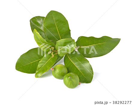 macadamia nut on white background 38292277