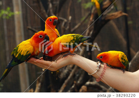 ara parrots sit on human hands close up photo ara parrots sit on human hands close up photo 38293220