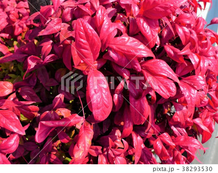 赤い葉 オタフクナンテン の写真素材