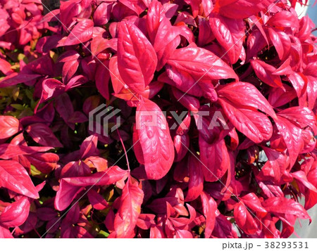 赤い葉 オタフクナンテン の写真素材