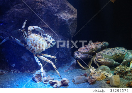 深海水族館の深海魚 38293573