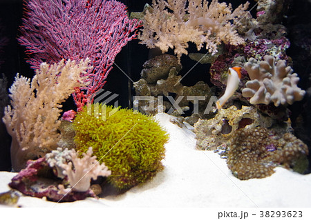 深海水族館の深海魚 深海水族館の深海魚 38293623